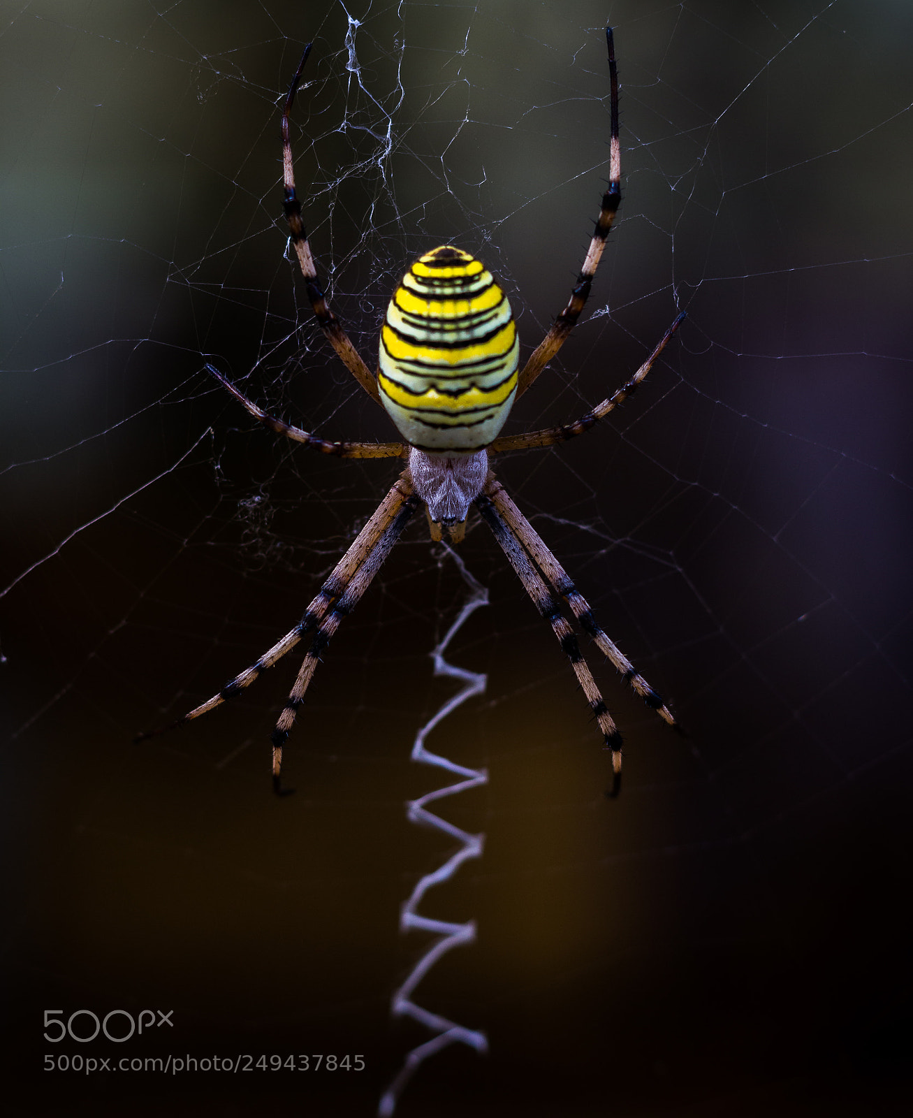 Canon EOS 1200D (EOS Rebel T5 / EOS Kiss X70 / EOS Hi) sample photo. Argiope frelon photography