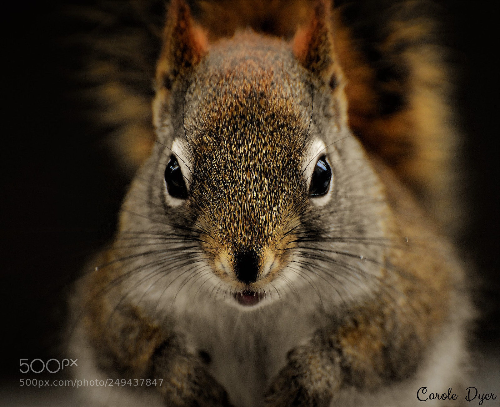 Nikon D5600 sample photo. Squirrel photography