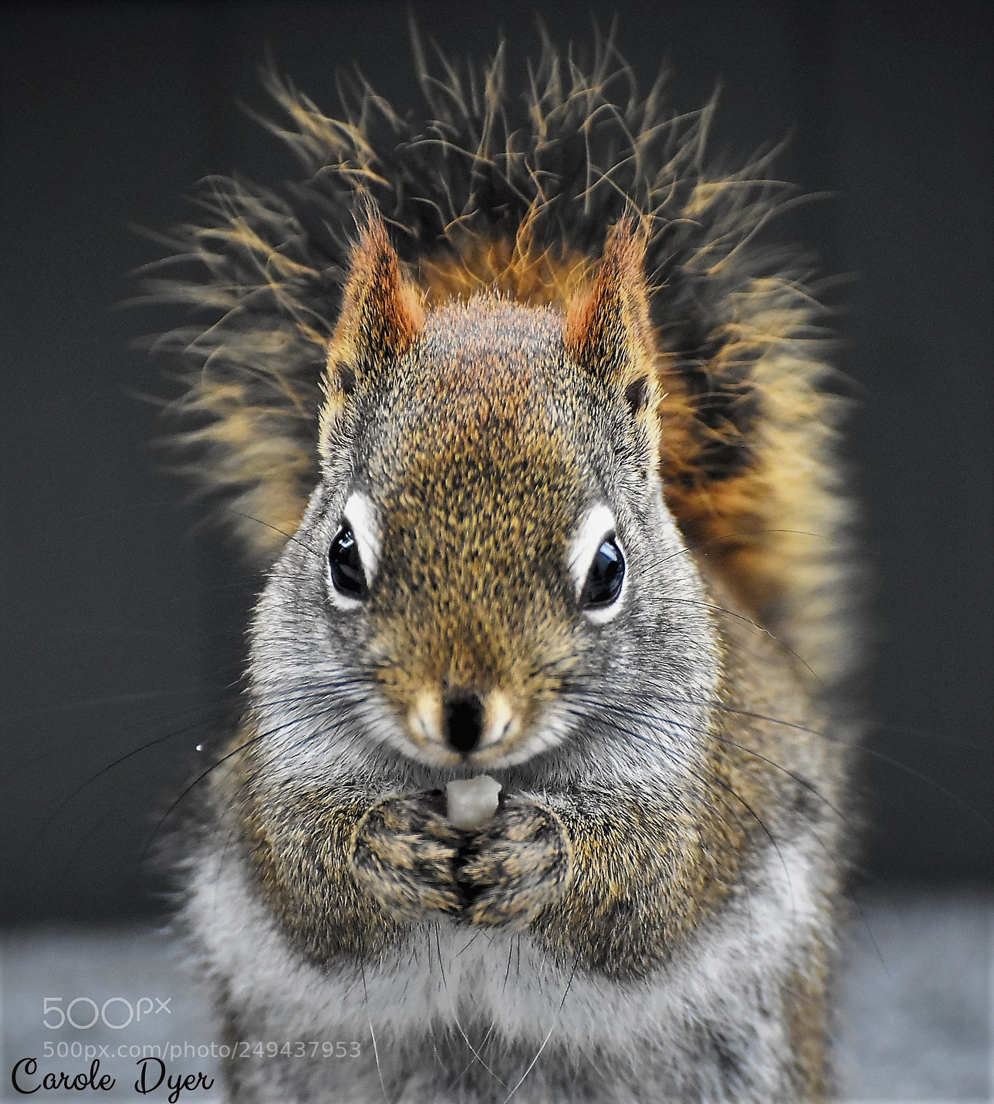 Nikon D5600 sample photo. Yummy peanuts photography