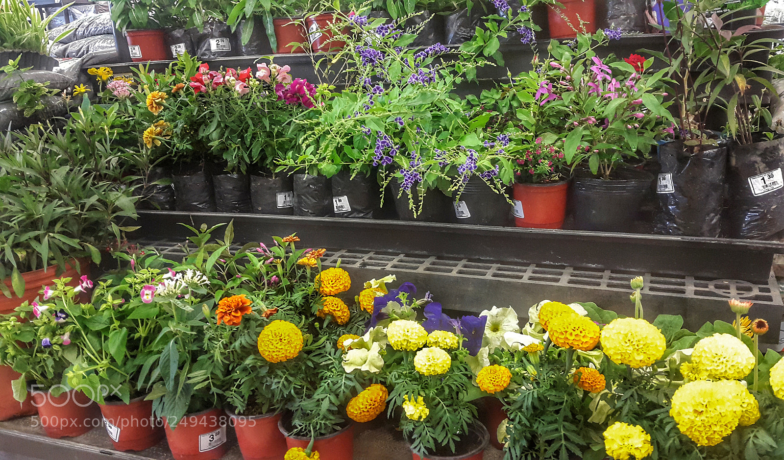 Samsung Galaxy S5 sample photo. Plants.  photography
