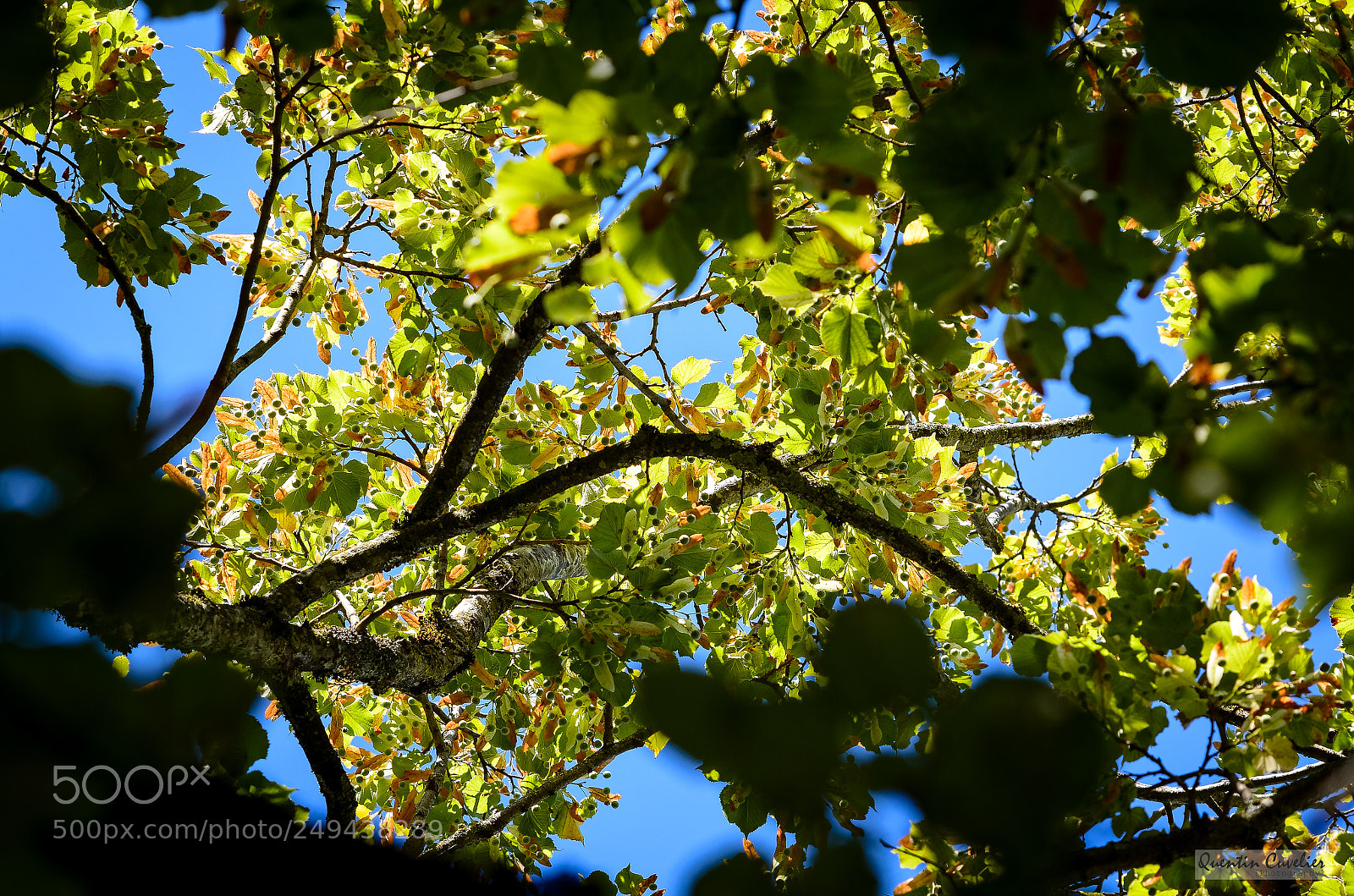 Nikon D7000 sample photo. Tilleul photography