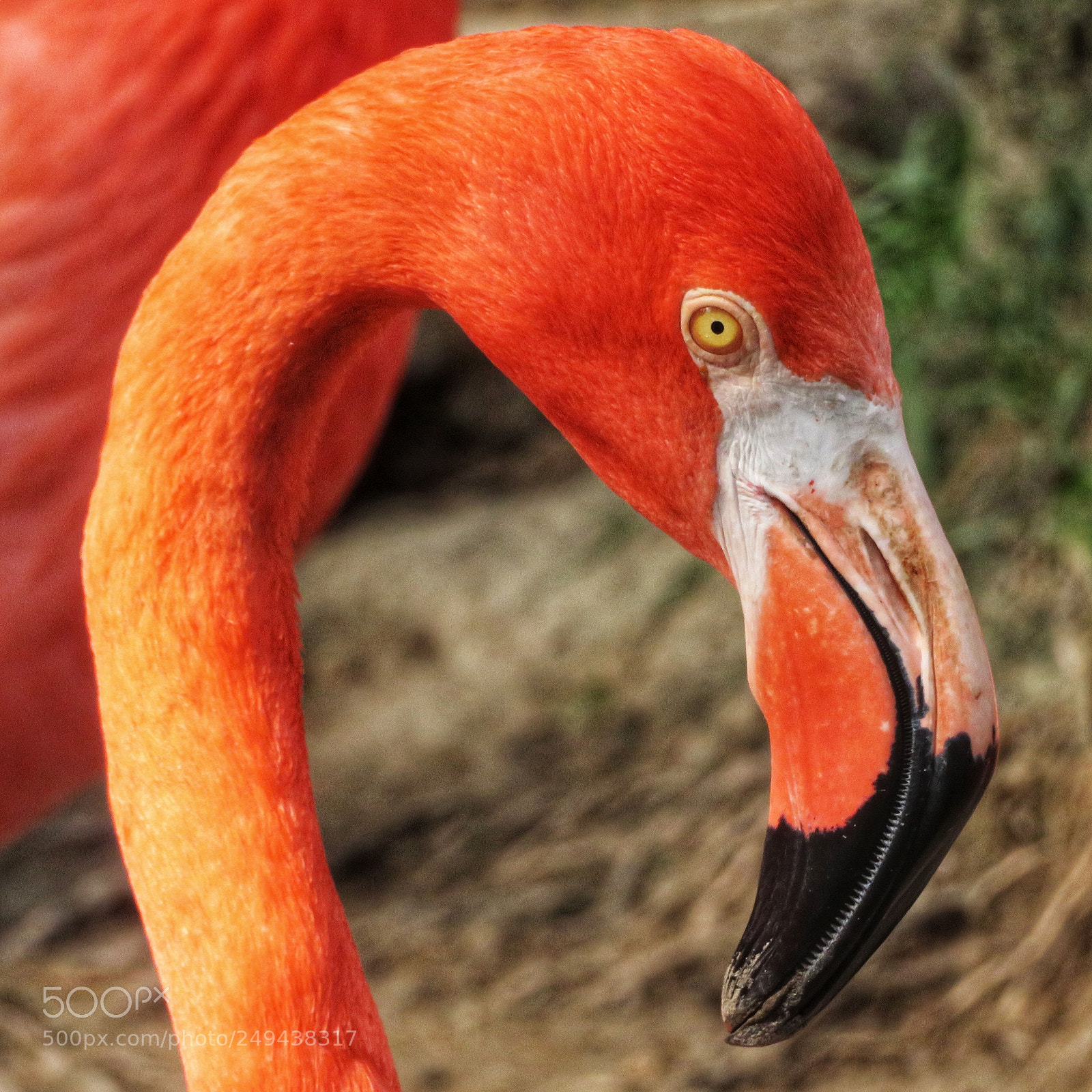 Canon PowerShot SX720 HS sample photo. Caribbean flamingo photography
