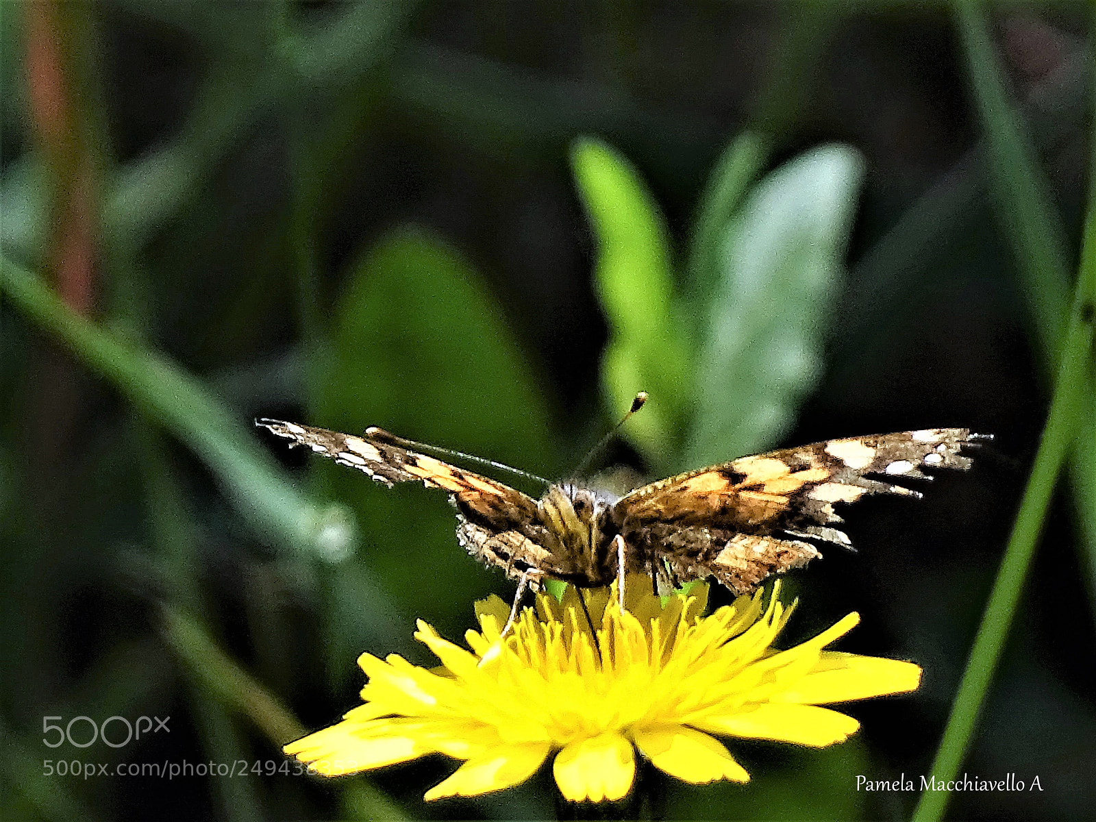 Sony Cyber-shot DSC-HX400V sample photo. Butterfly photography