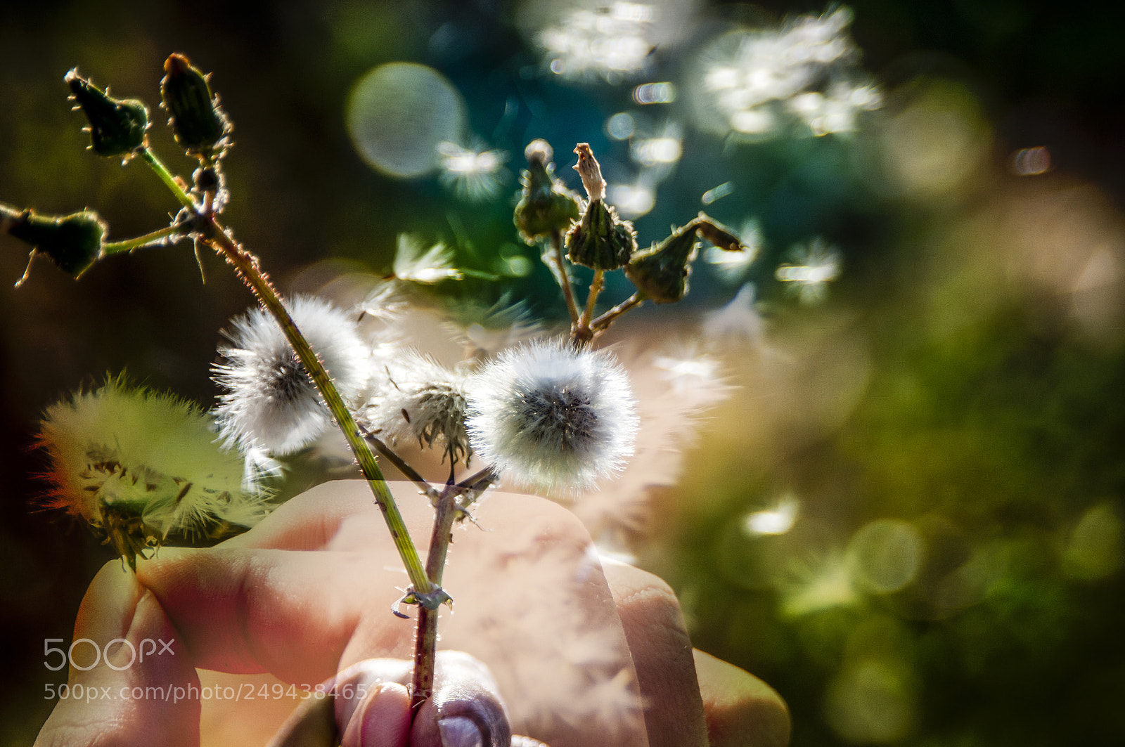Nikon D300S sample photo. Tui photography