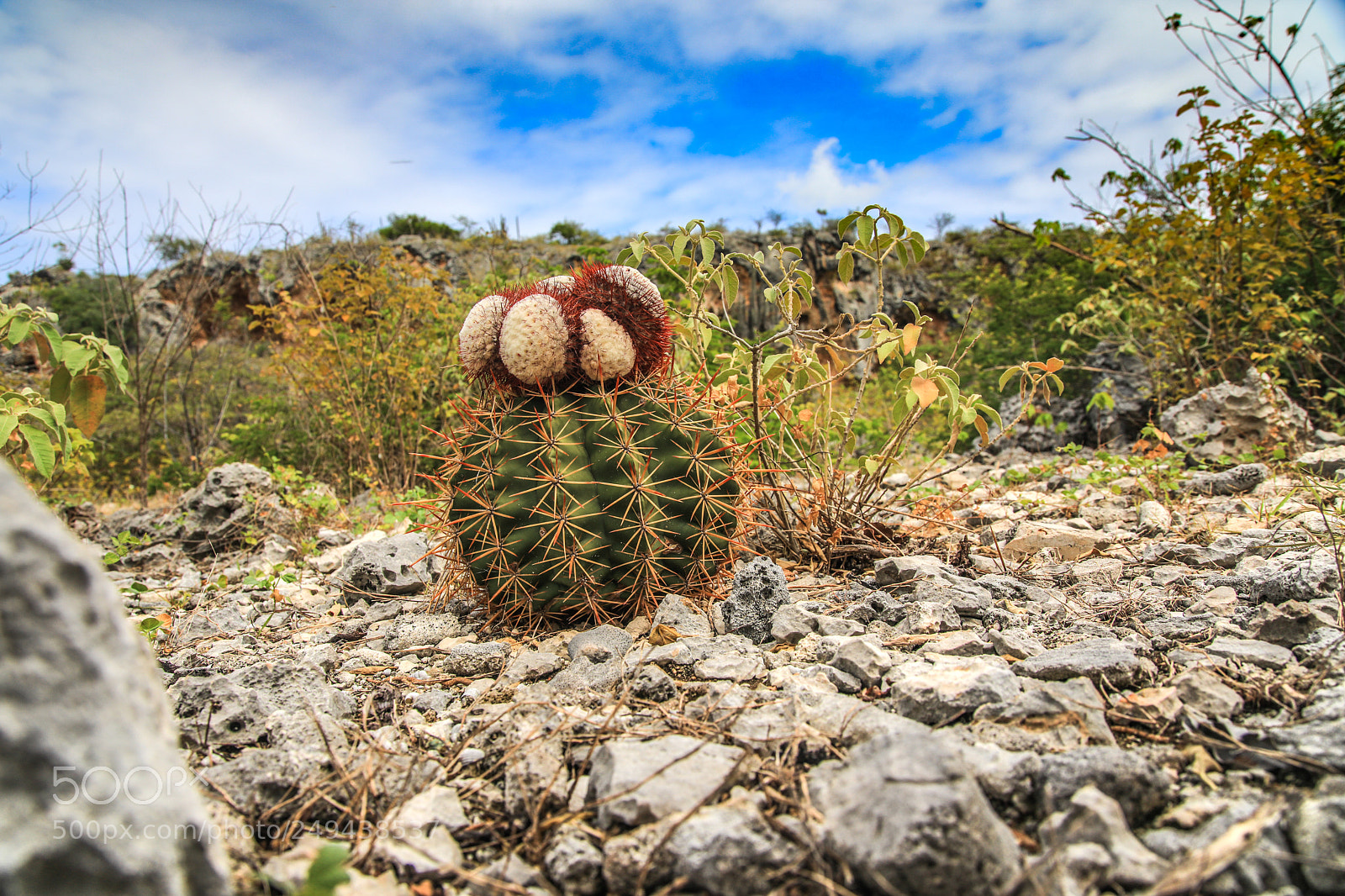 Canon EOS 5D Mark IV sample photo. Ac9a8293-1.jpg photography