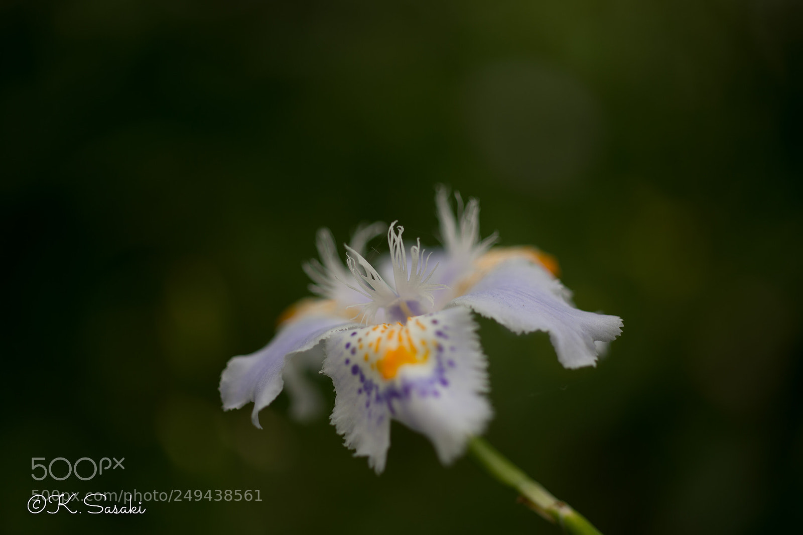 Nikon Df sample photo. Fringed iris photography