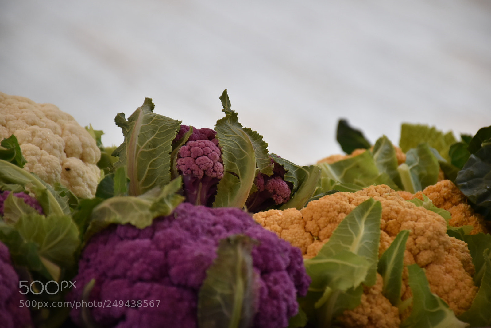 Nikon D5600 sample photo. Untitled photography