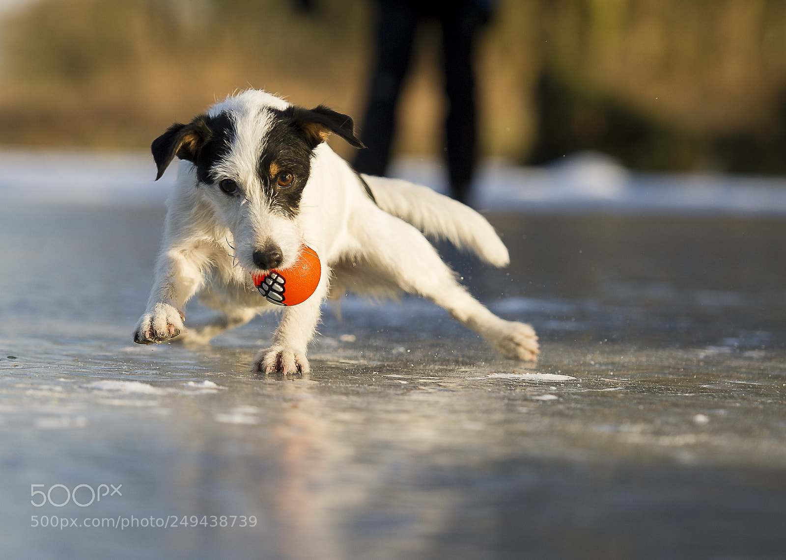 Nikon D3S sample photo. Die terrier auf's eis photography