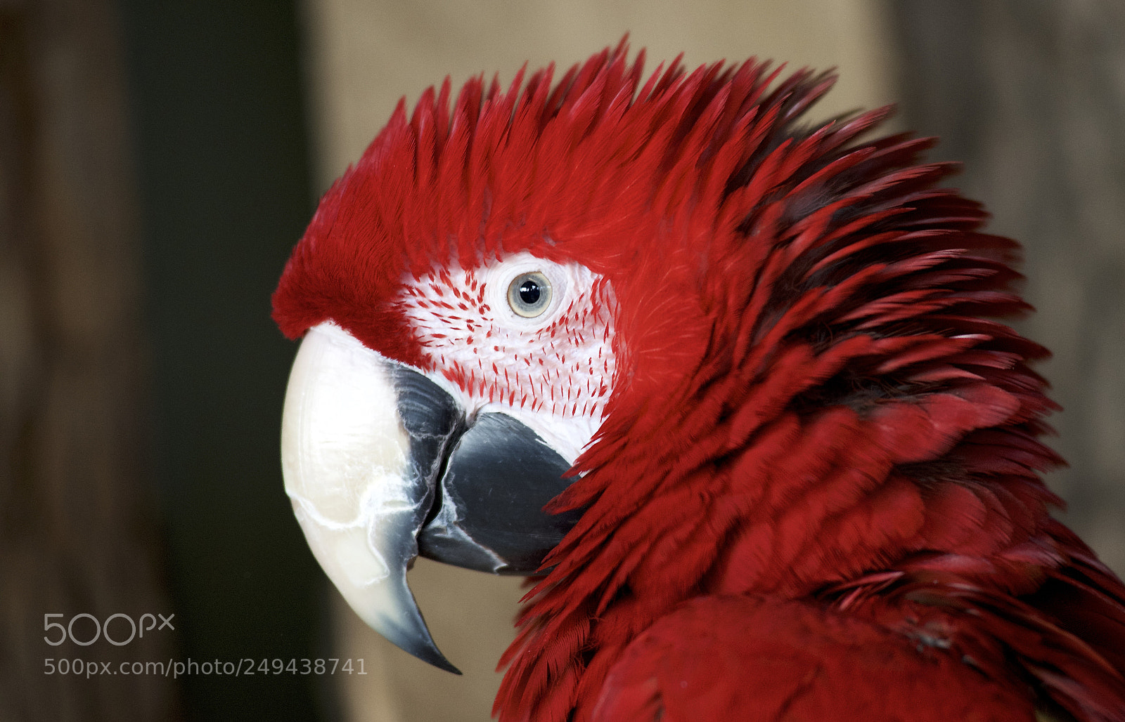 Nikon D610 sample photo. Handsome profile photography