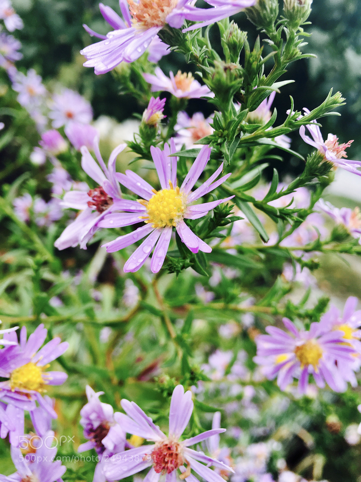 Apple iPhone 6s Plus sample photo. Untitled photography