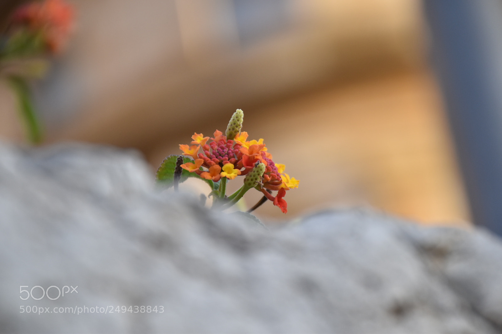 Nikon D5600 sample photo. Untitled photography