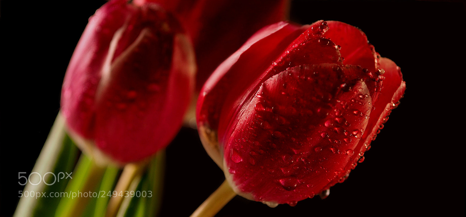 Olympus OM-D E-M10 sample photo. Red tulips on black photography