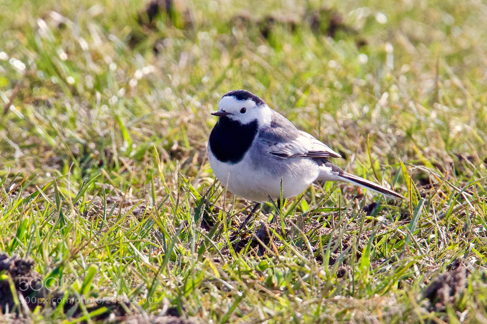 Canon EOS 7D Mark II sample photo. White wagtail - witte photography