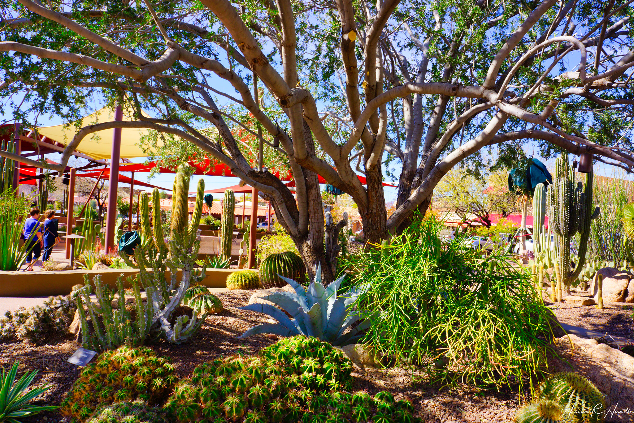 Hasselblad Lunar sample photo. Arizona botanical garden photography