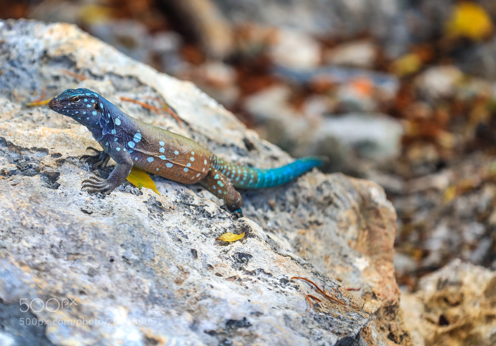 Canon EOS 5DS R sample photo. 171a8172-53.jpg photography