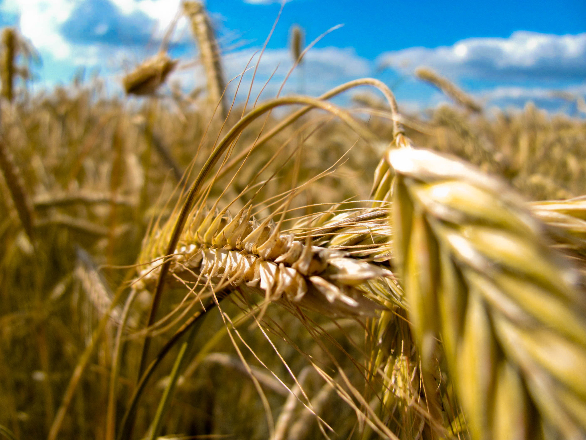 Canon PowerShot SX120 IS sample photo. Gold corn photography