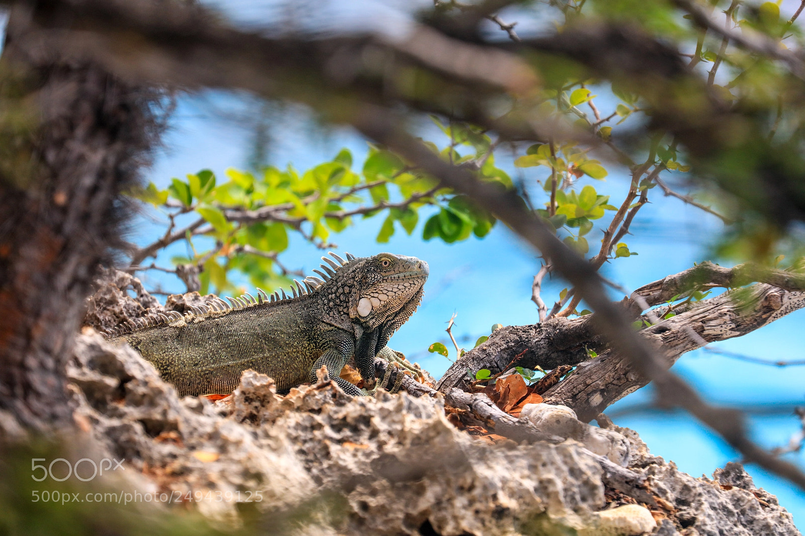 Canon EOS 5DS R sample photo. 171a8174-54.jpg photography