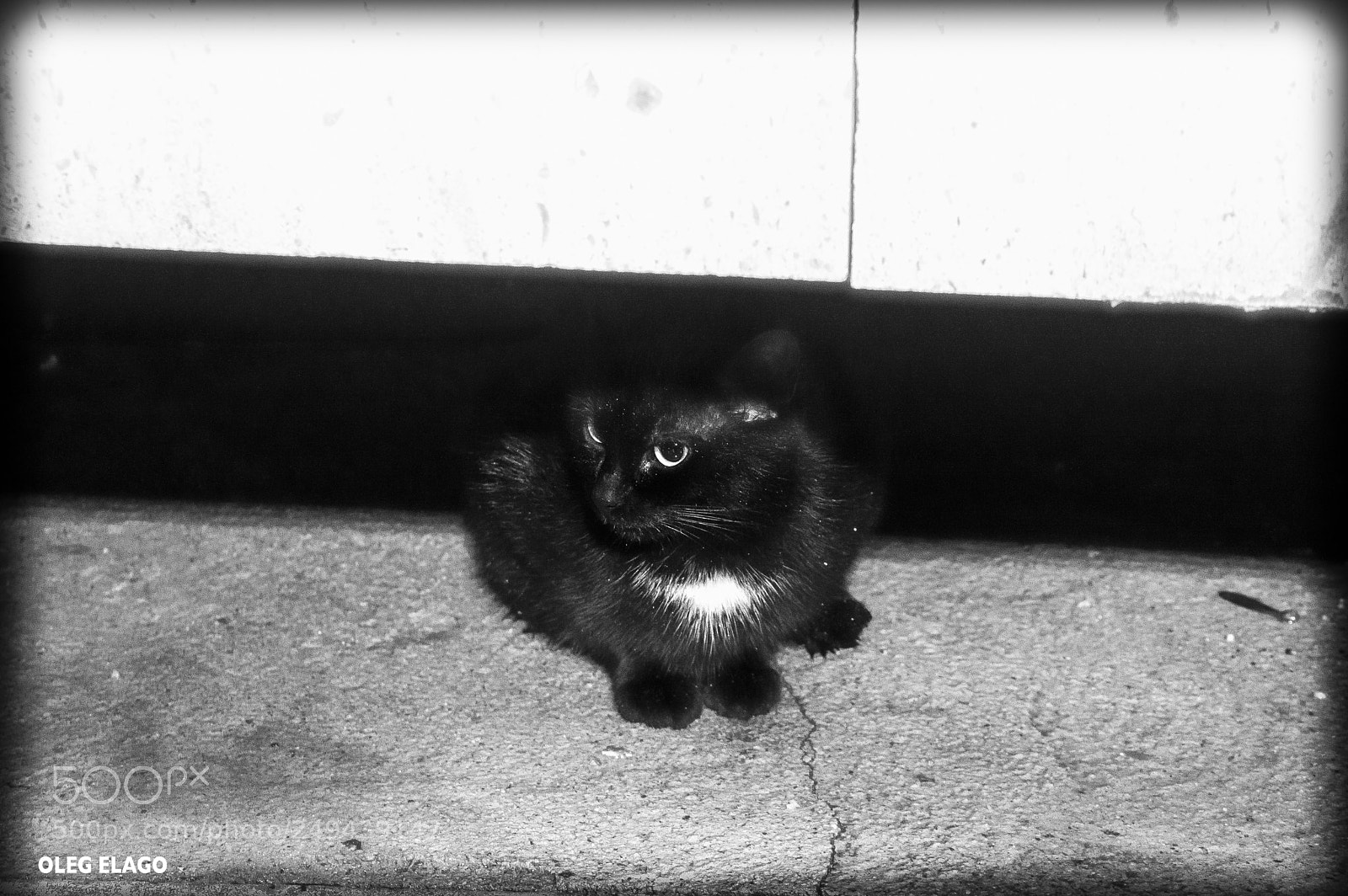 Nikon D3200 sample photo. Cat photography
