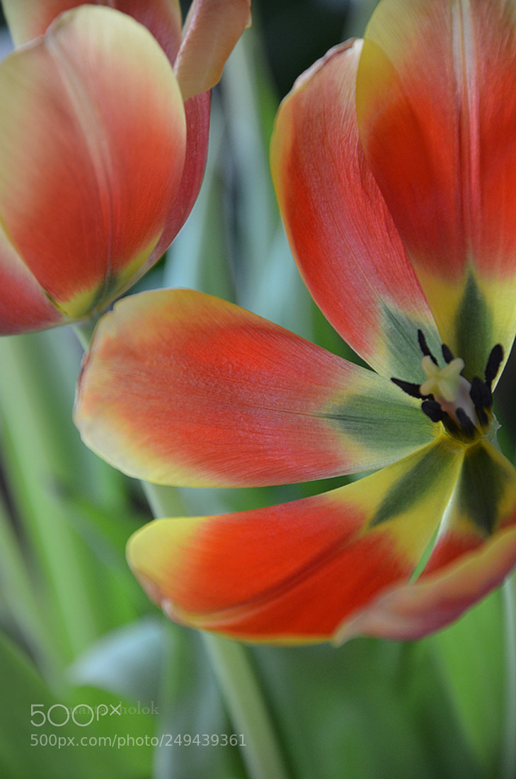 Nikon D7000 sample photo. Open photography