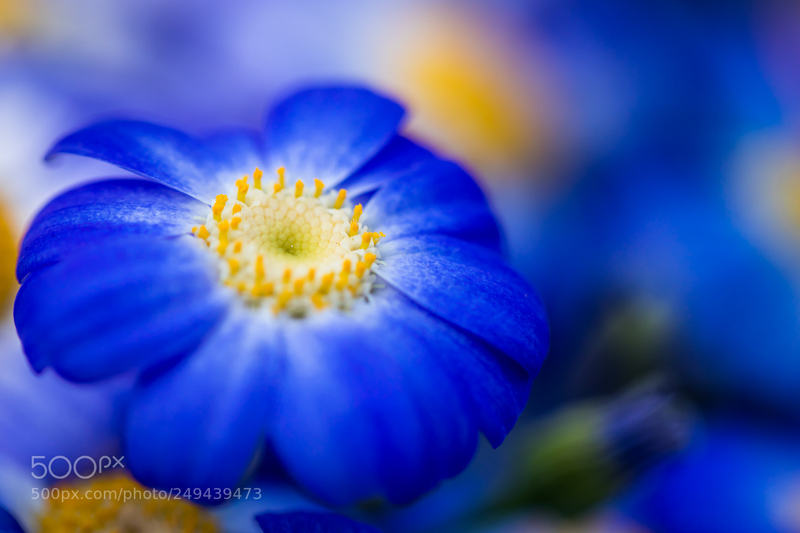 Canon EOS 5D Mark IV sample photo. Blue photography