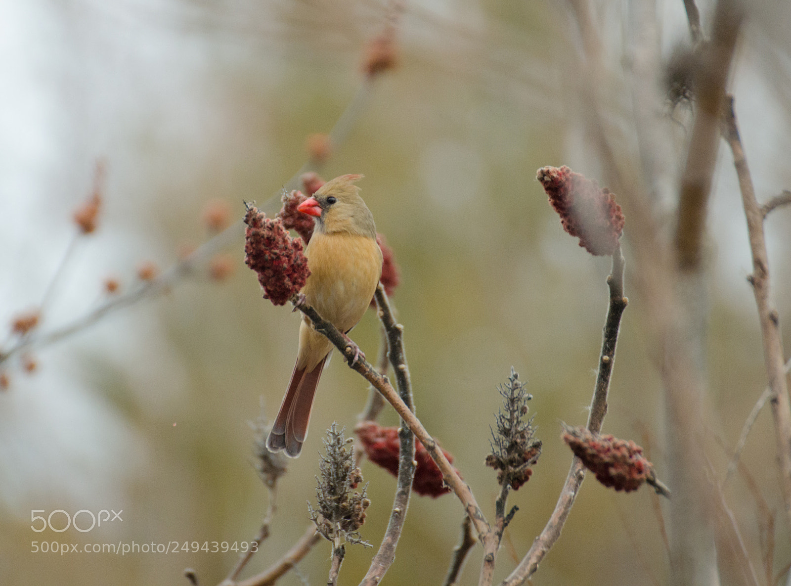 Nikon D5100 sample photo. Cardinal female photography