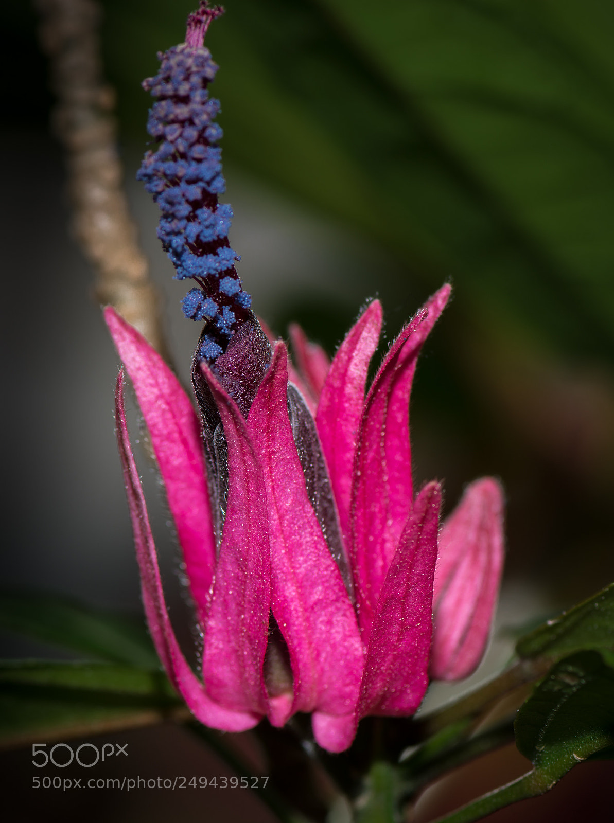 Nikon D7100 sample photo. Exotic bloom photography