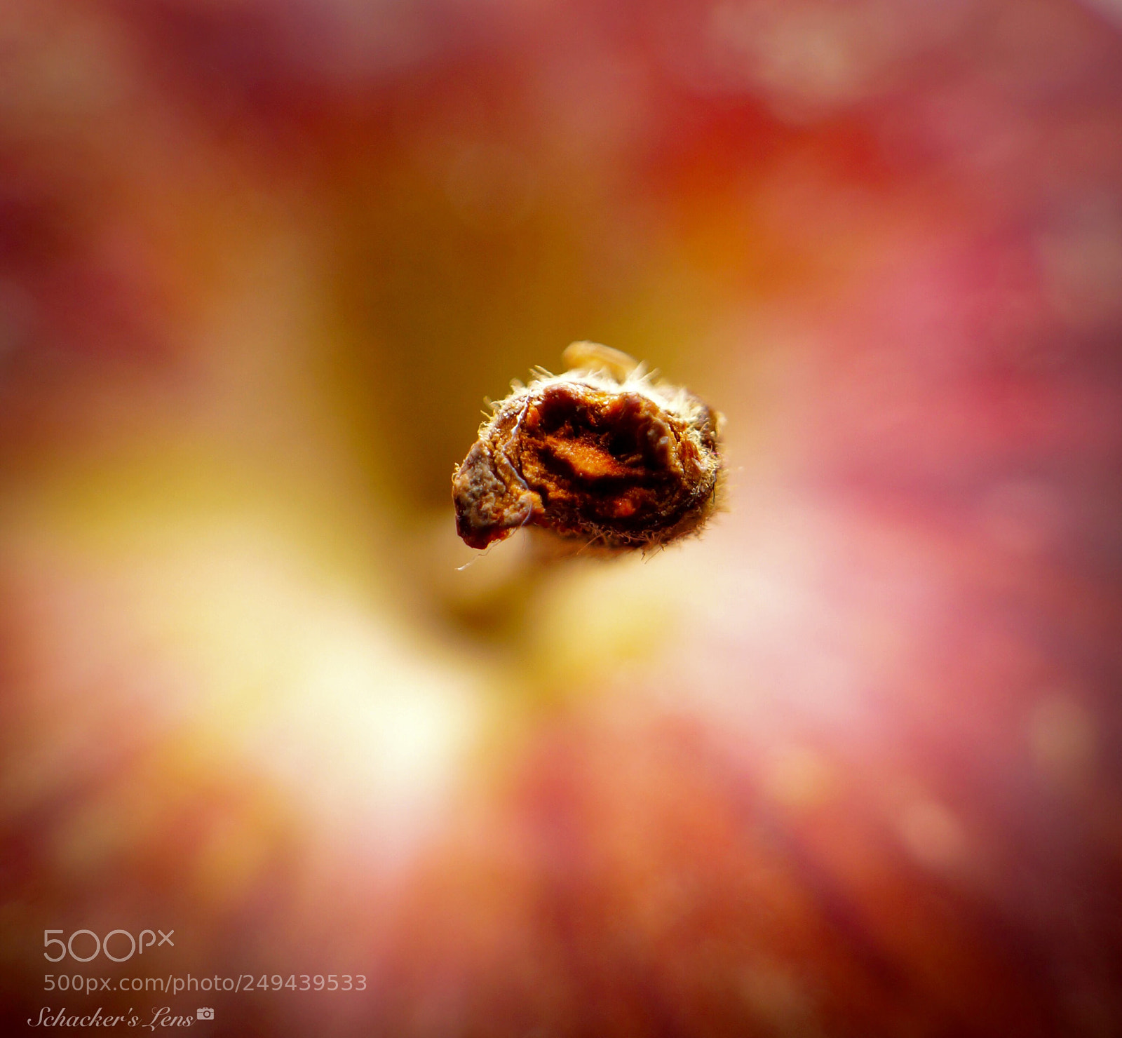Sony SLT-A65 (SLT-A65V) sample photo. تفاحة - macro photography