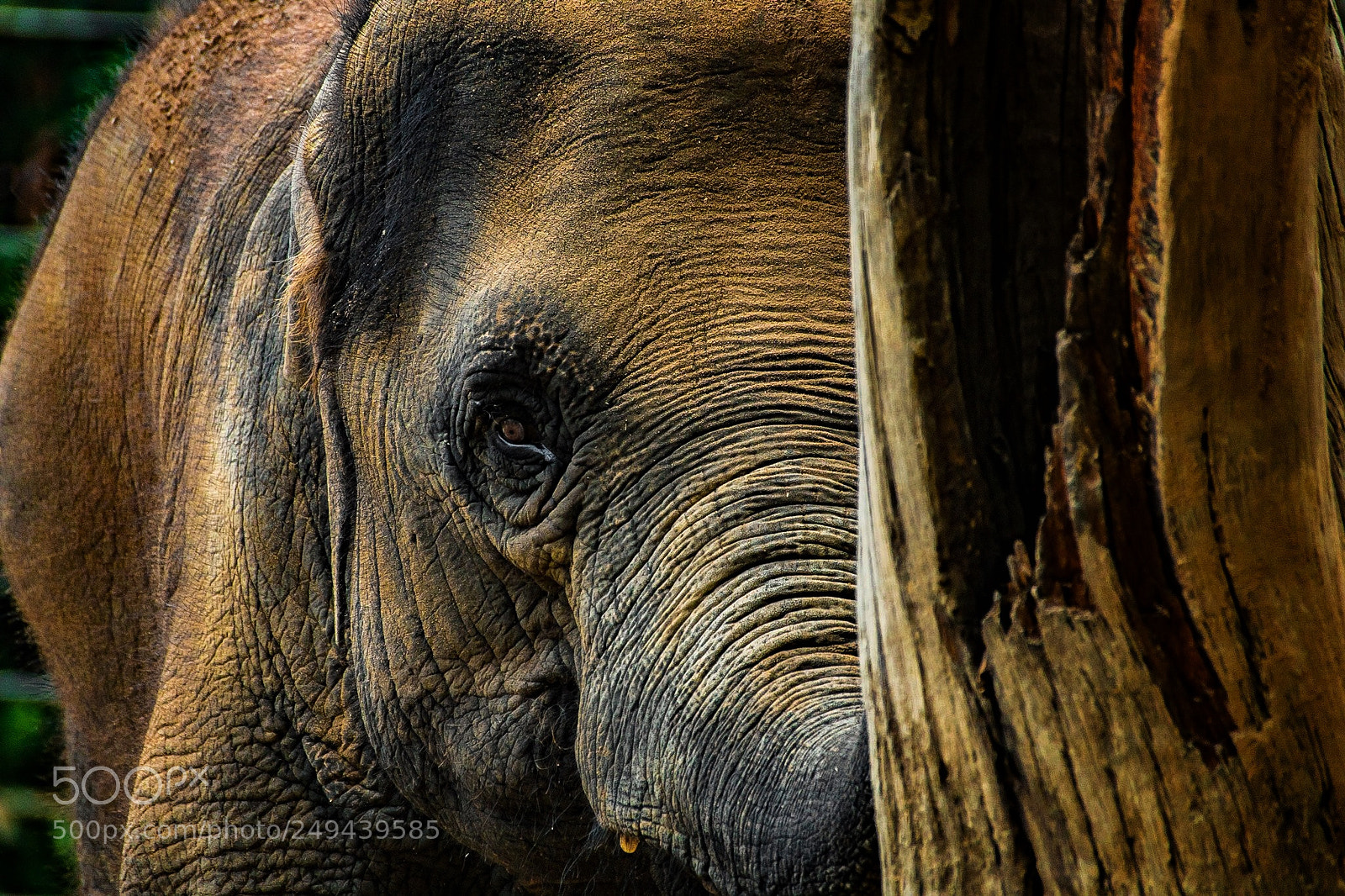 Sony a6300 sample photo. An elephant at the photography