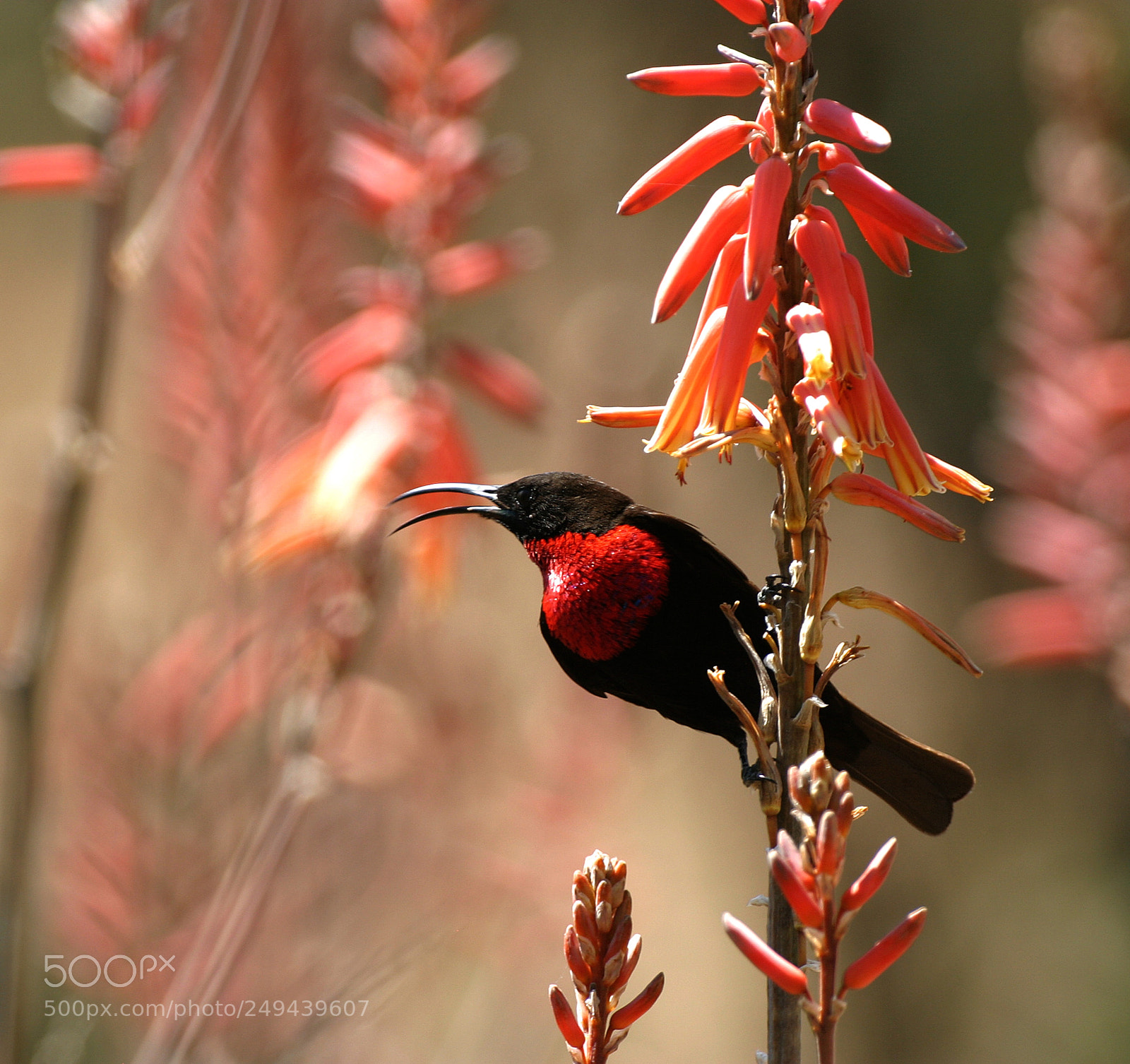 Canon EOS 10D sample photo. Sunbird photography