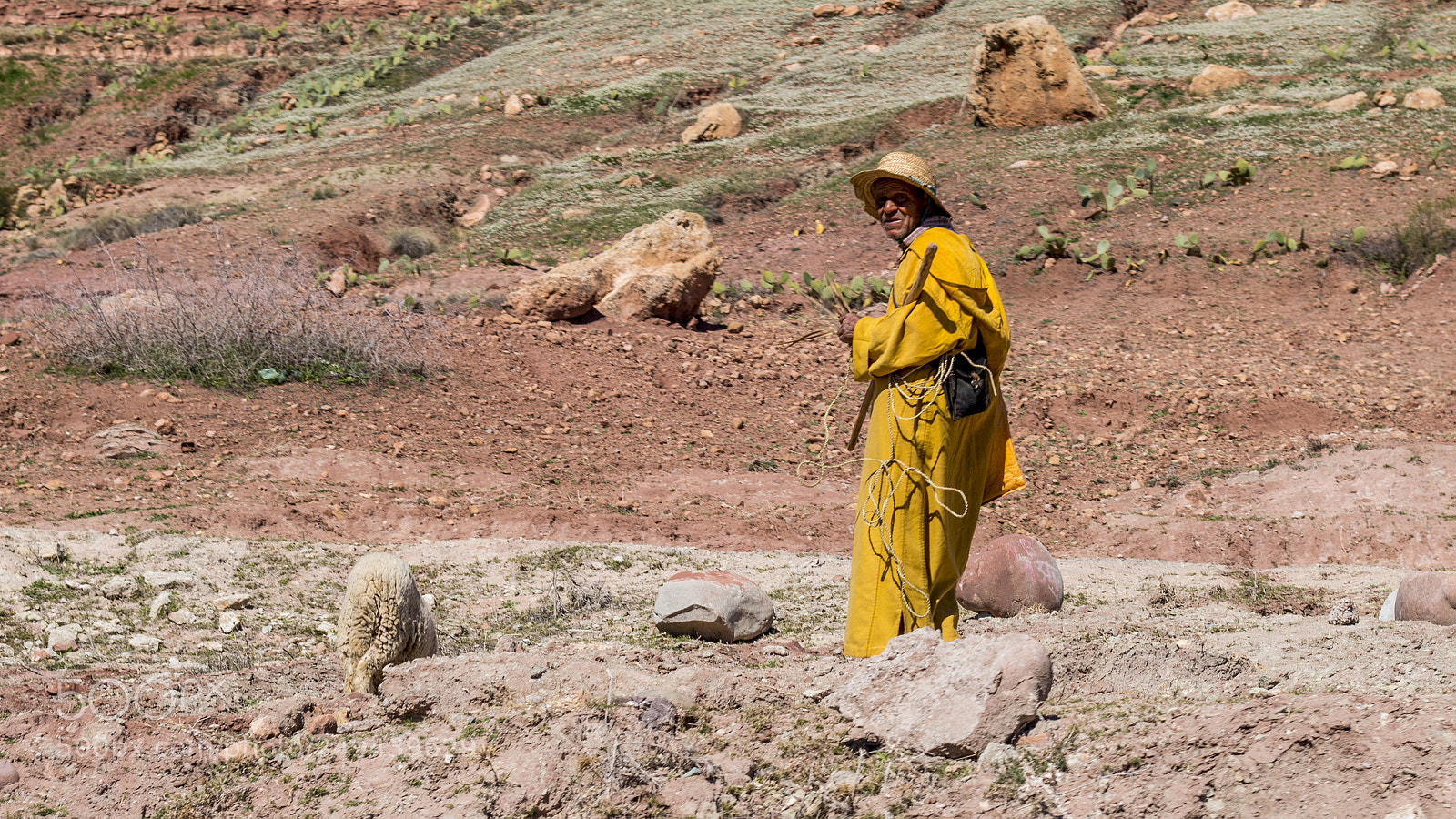 Canon EOS 70D sample photo. The shephard in yellow photography
