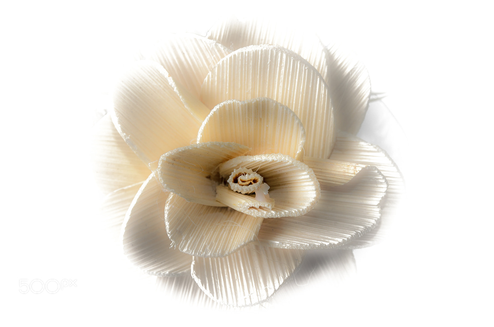 Nikon D7000 sample photo. Flower photography