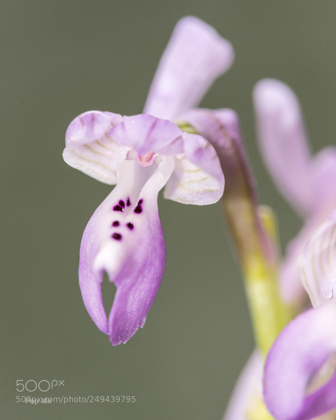 Sony a99 II sample photo. Orquidea photography