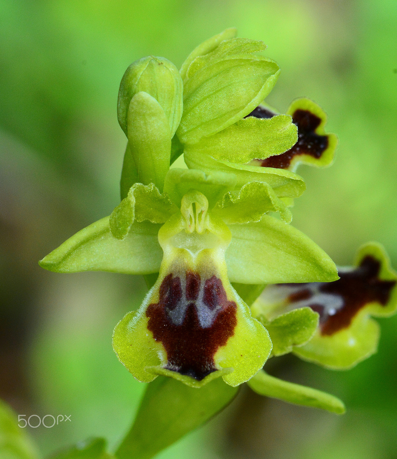 Nikon AF-S Micro-Nikkor 105mm F2.8G IF-ED VR sample photo