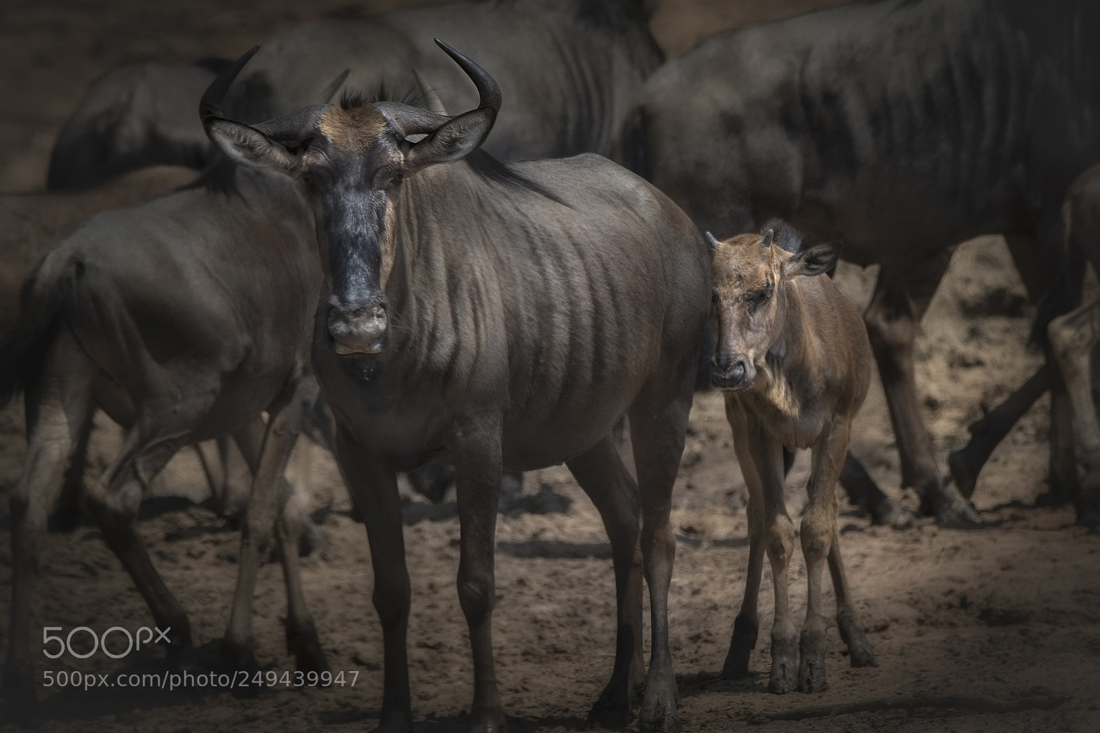Nikon D500 sample photo. Mamma gnu col piccolo photography