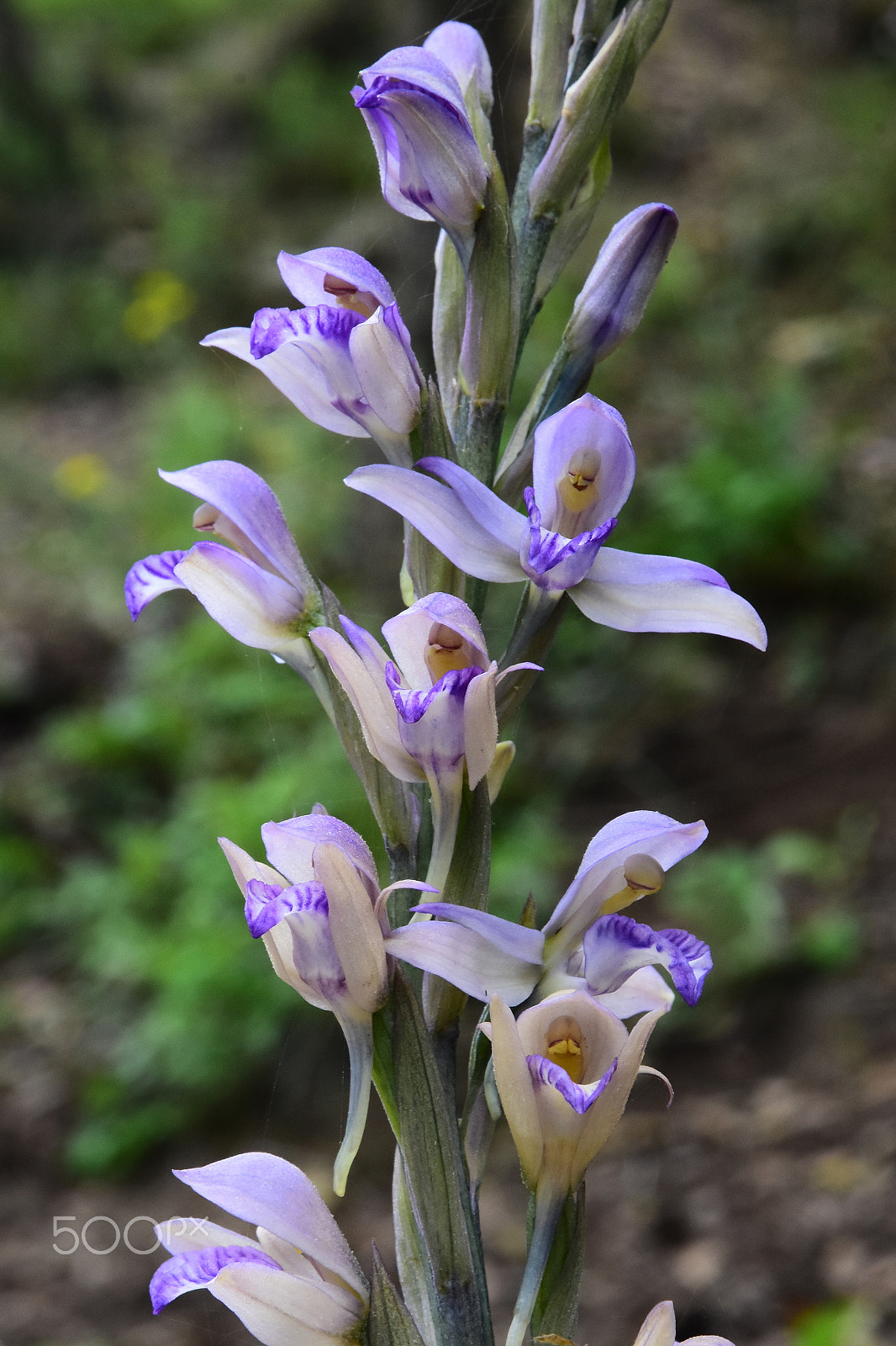 Nikon D7200 sample photo