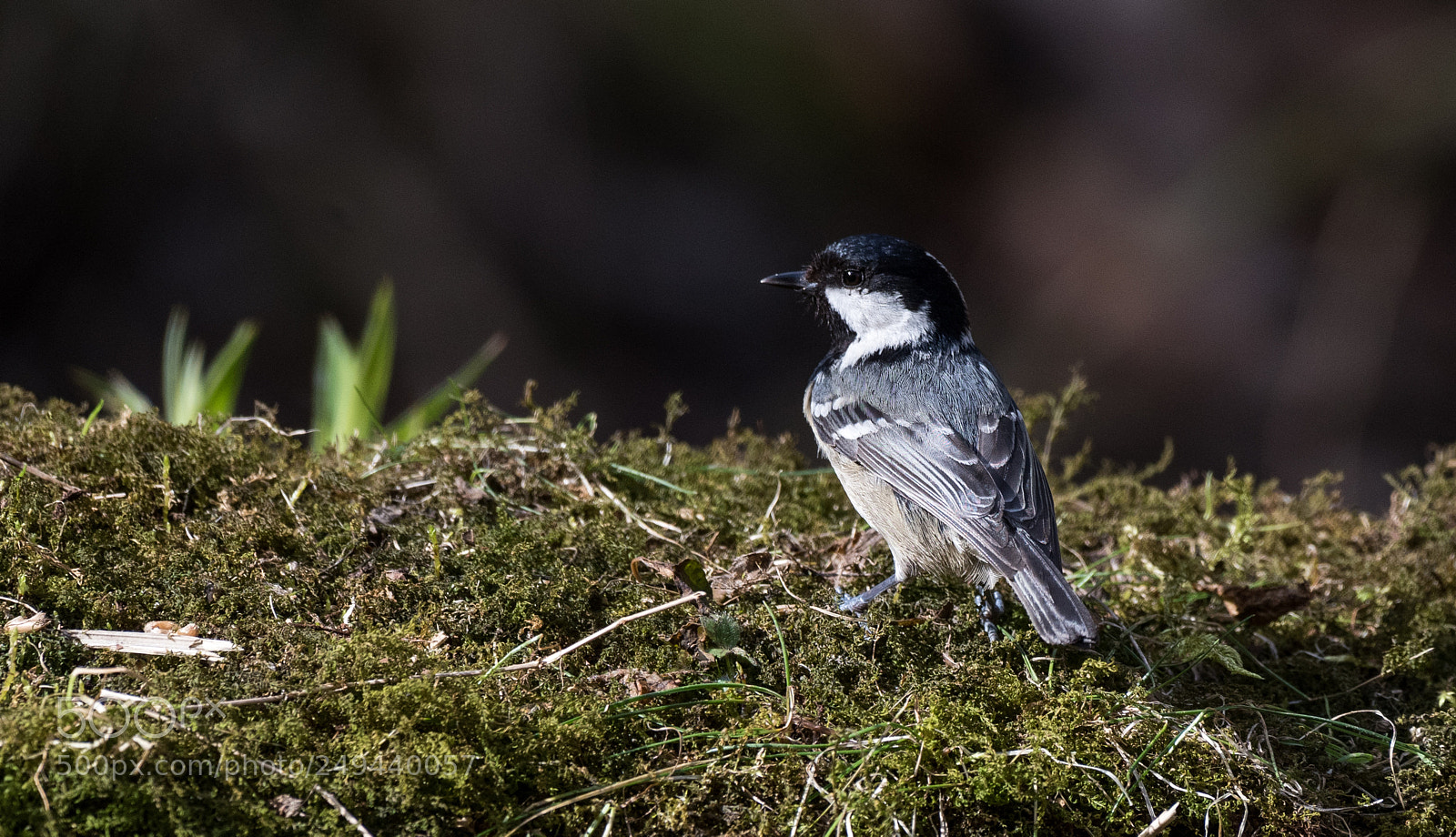 Nikon D810 sample photo. Mésange noire photography