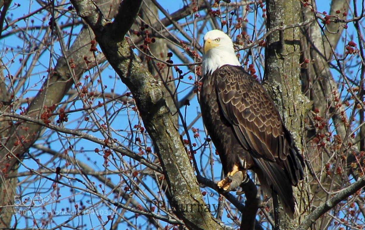 Canon EOS 600D (Rebel EOS T3i / EOS Kiss X5) sample photo. Mississippi river bald eagle photography
