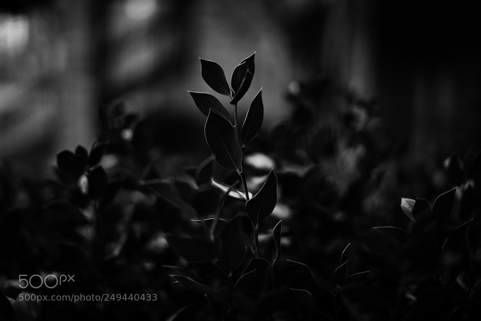 Sony a7R III sample photo. Deep blacks photography