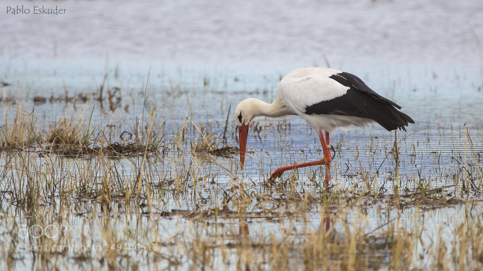 Canon EOS 760D (EOS Rebel T6s / EOS 8000D) sample photo. White stork (ciconia ciconia) photography