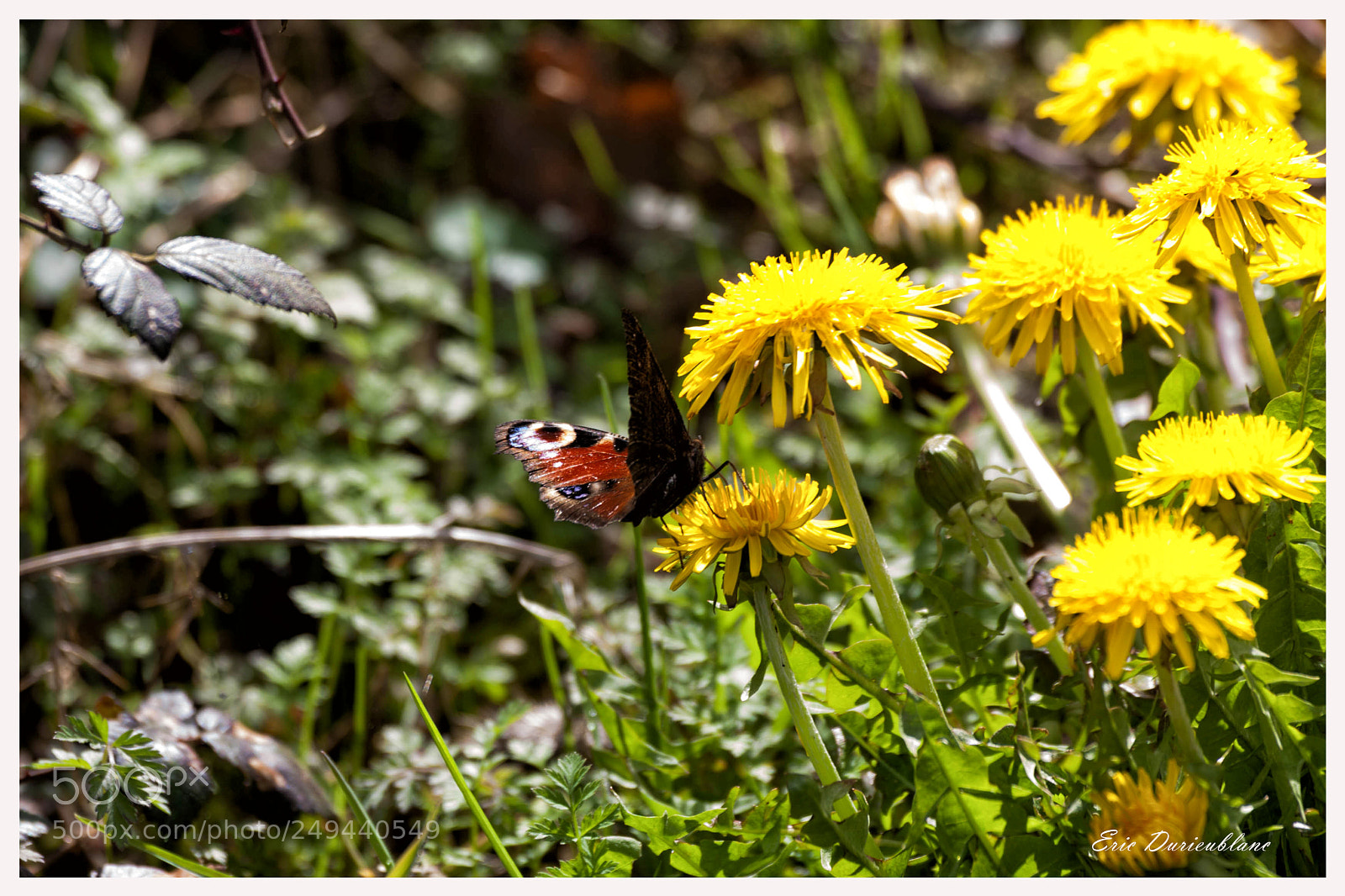 Canon EOS-1D Mark II sample photo. Untitled photography