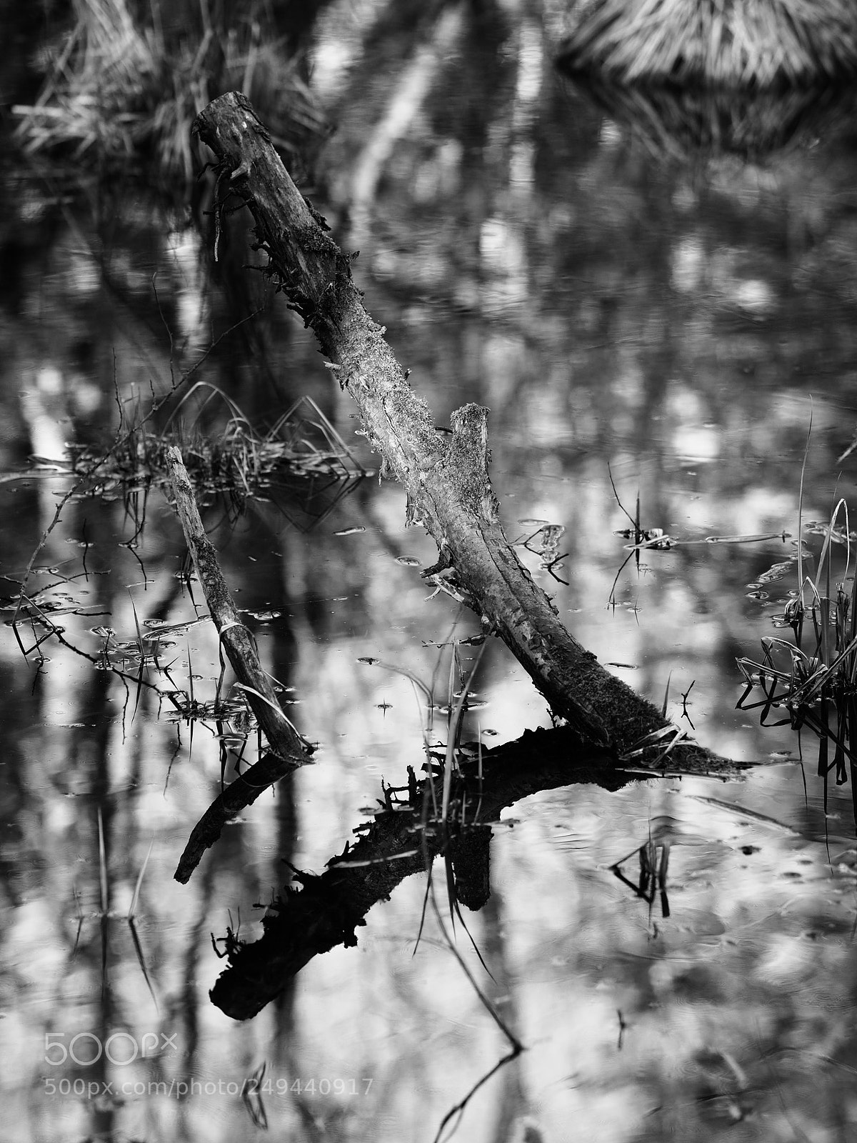 Olympus PEN-F sample photo. Wald photography