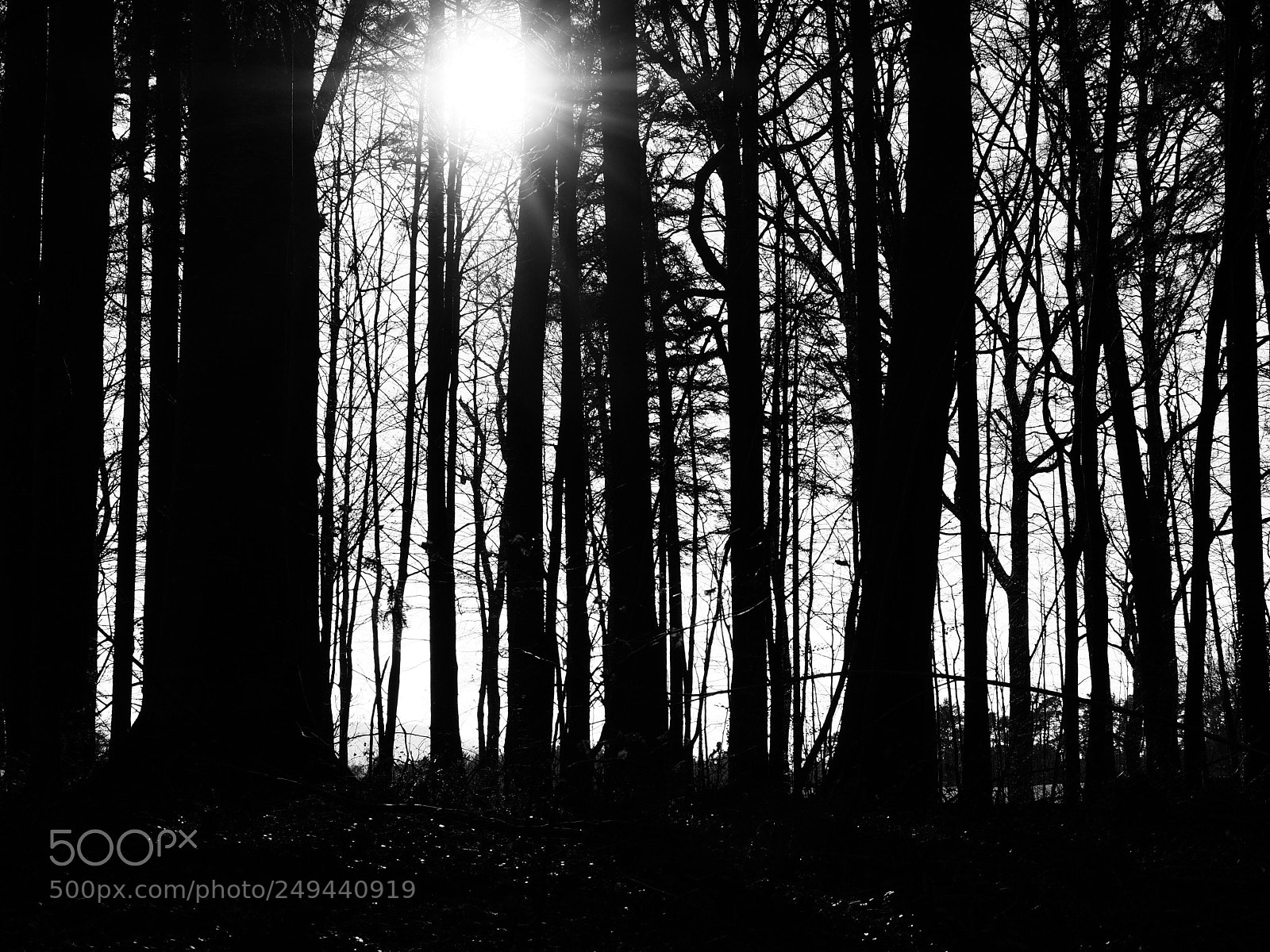 Olympus PEN-F sample photo. Wald photography