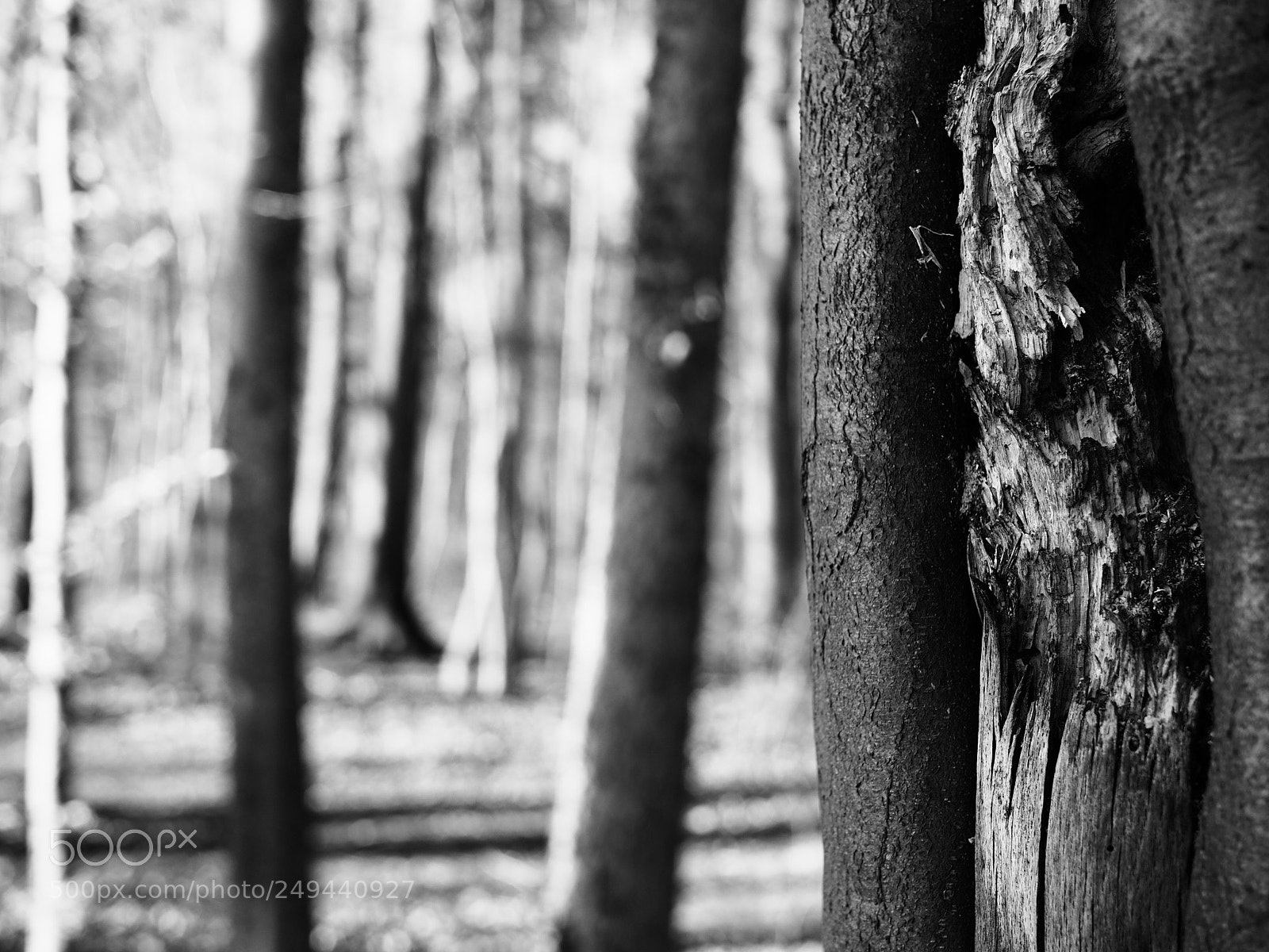 Olympus PEN-F sample photo. Wald photography