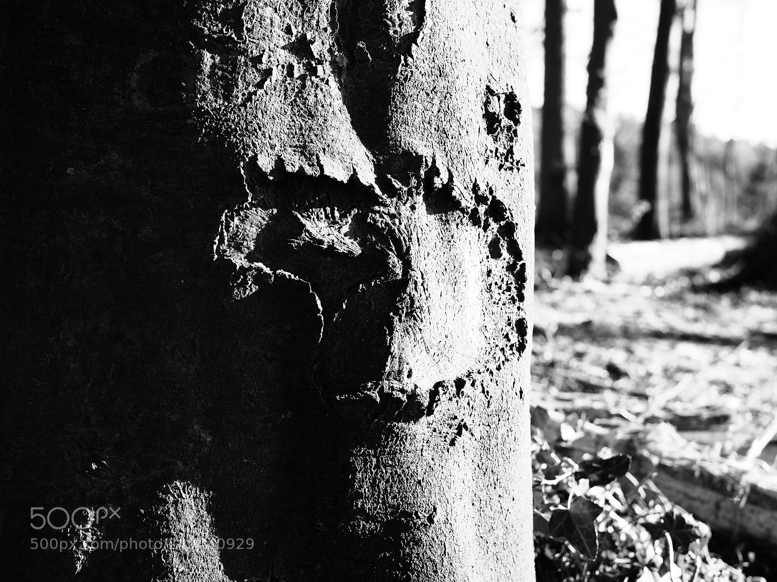 Olympus PEN-F sample photo. Wald photography