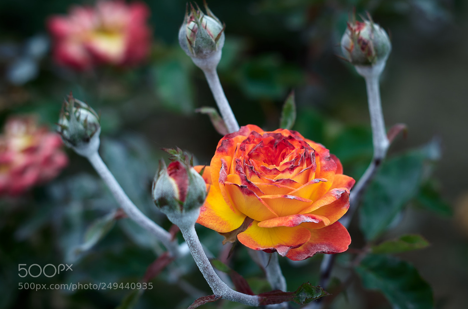 Pentax K-30 sample photo. Rose photography