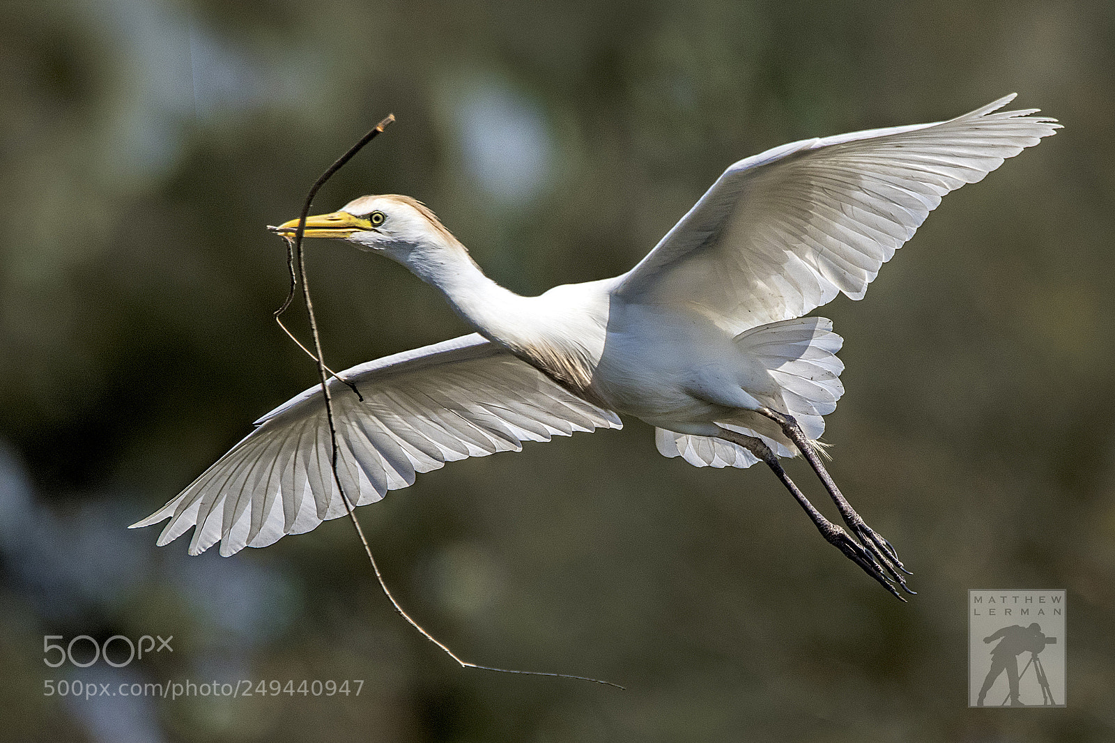 Nikon D810 sample photo. Nest material  1675 photography