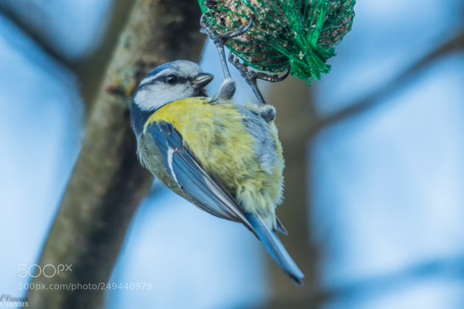 Sony ILCA-77M2 sample photo. Mésange bleue photography