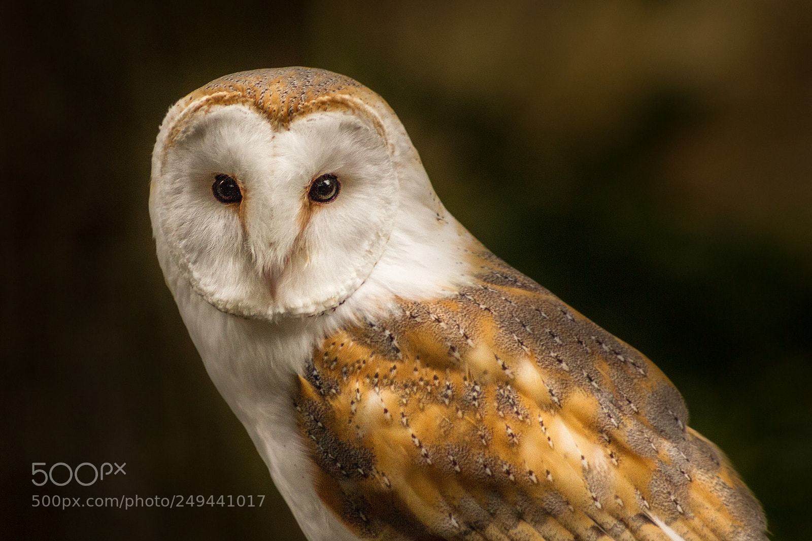 Canon EOS 7D sample photo. Barn owl photography