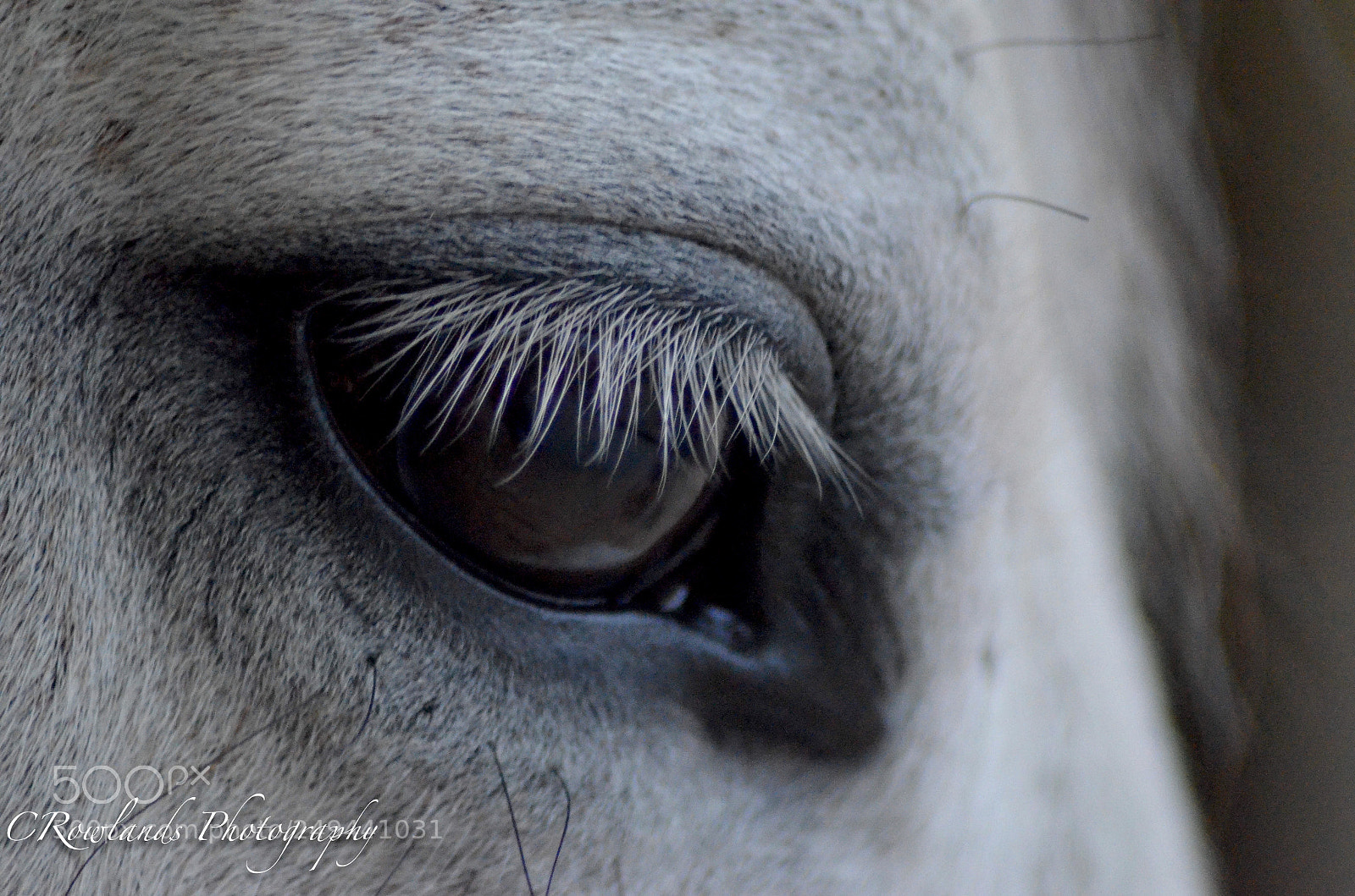 Nikon D7000 sample photo. Untitled photography