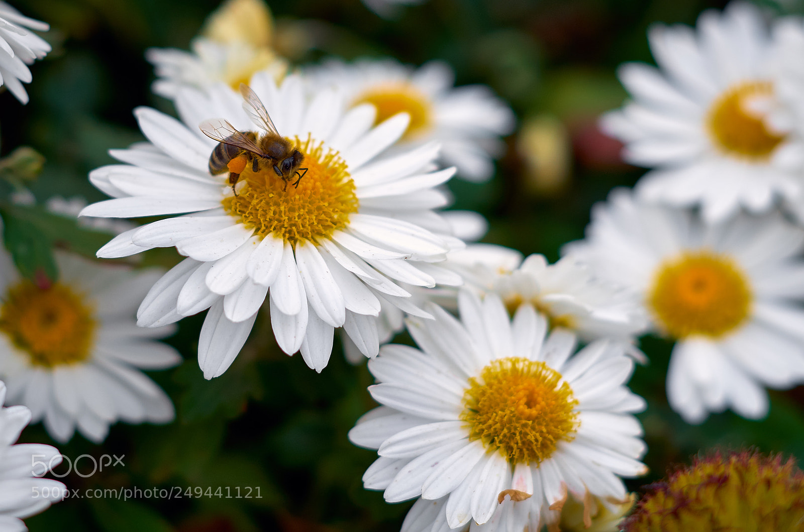 Pentax K-30 sample photo. Bee on a flower photography